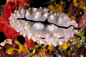  Phyllidiopsis pipeki (Sea Slug)